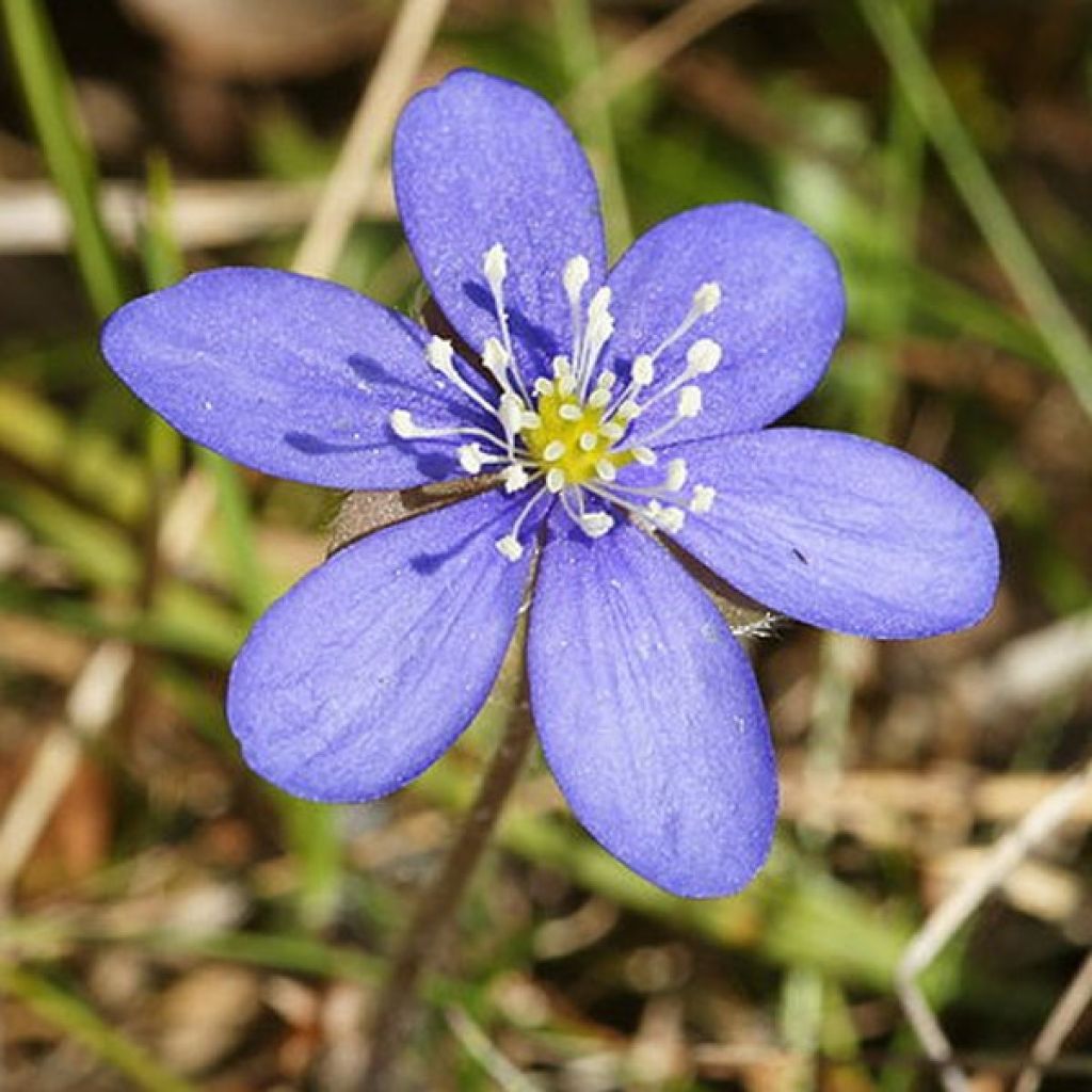 Hepatica nobilis - Leberblümchen