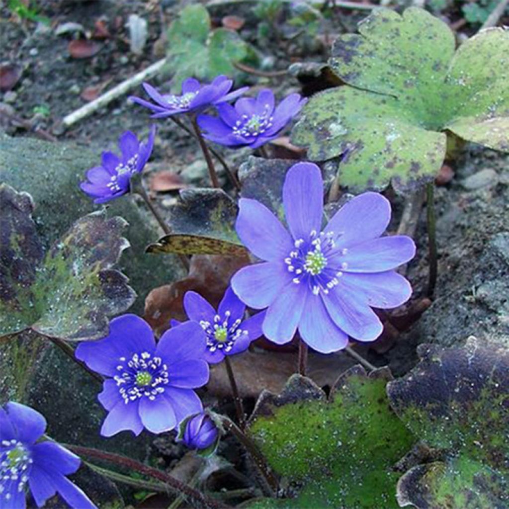 Hepatica transsilvanica Blue Jewel - Leberblümchen