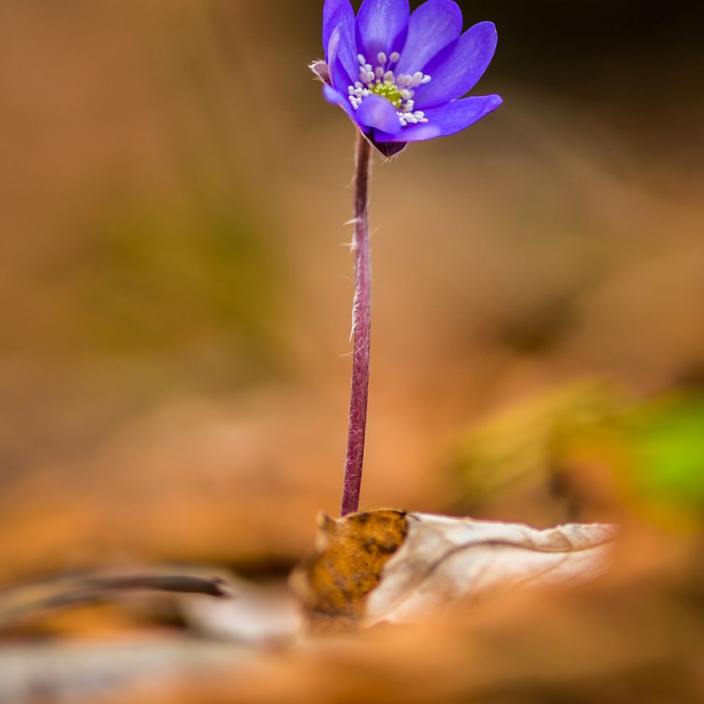 Hepatica transsilvanica Blue Jewel - Leberblümchen