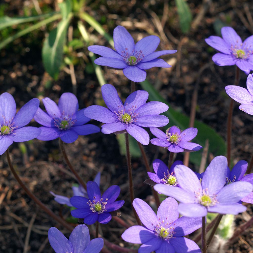 Hepatica transsilvanica De Buis - Leberblümchen