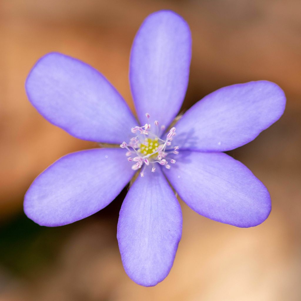 Hepatica transsilvanica De Buis - Leberblümchen