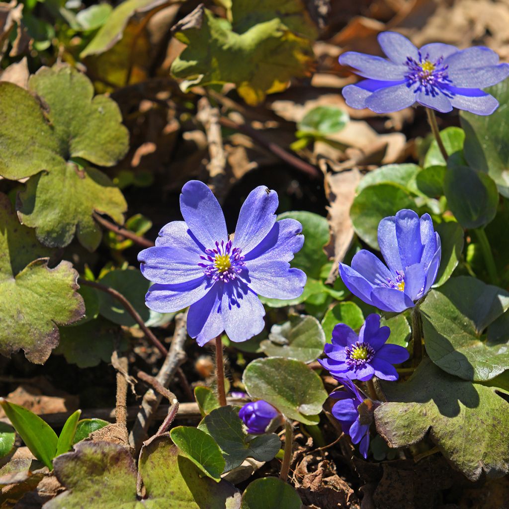 Hepatica transsilvanica De Buis - Leberblümchen