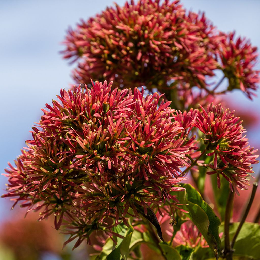 Sieben-Glocken Temple of Bloom - Heptacodium miconioides