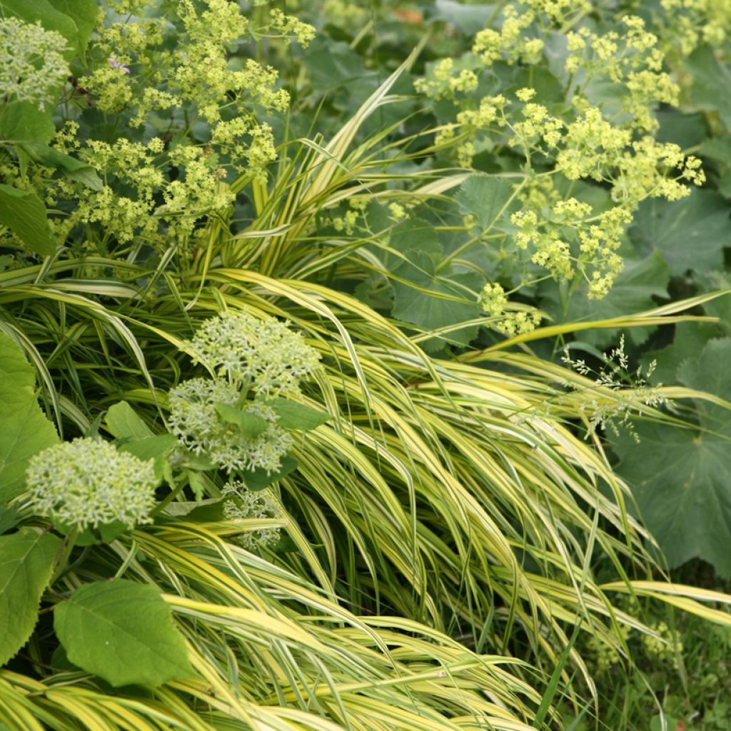 Hakonechloa macra Aureola - Japangras