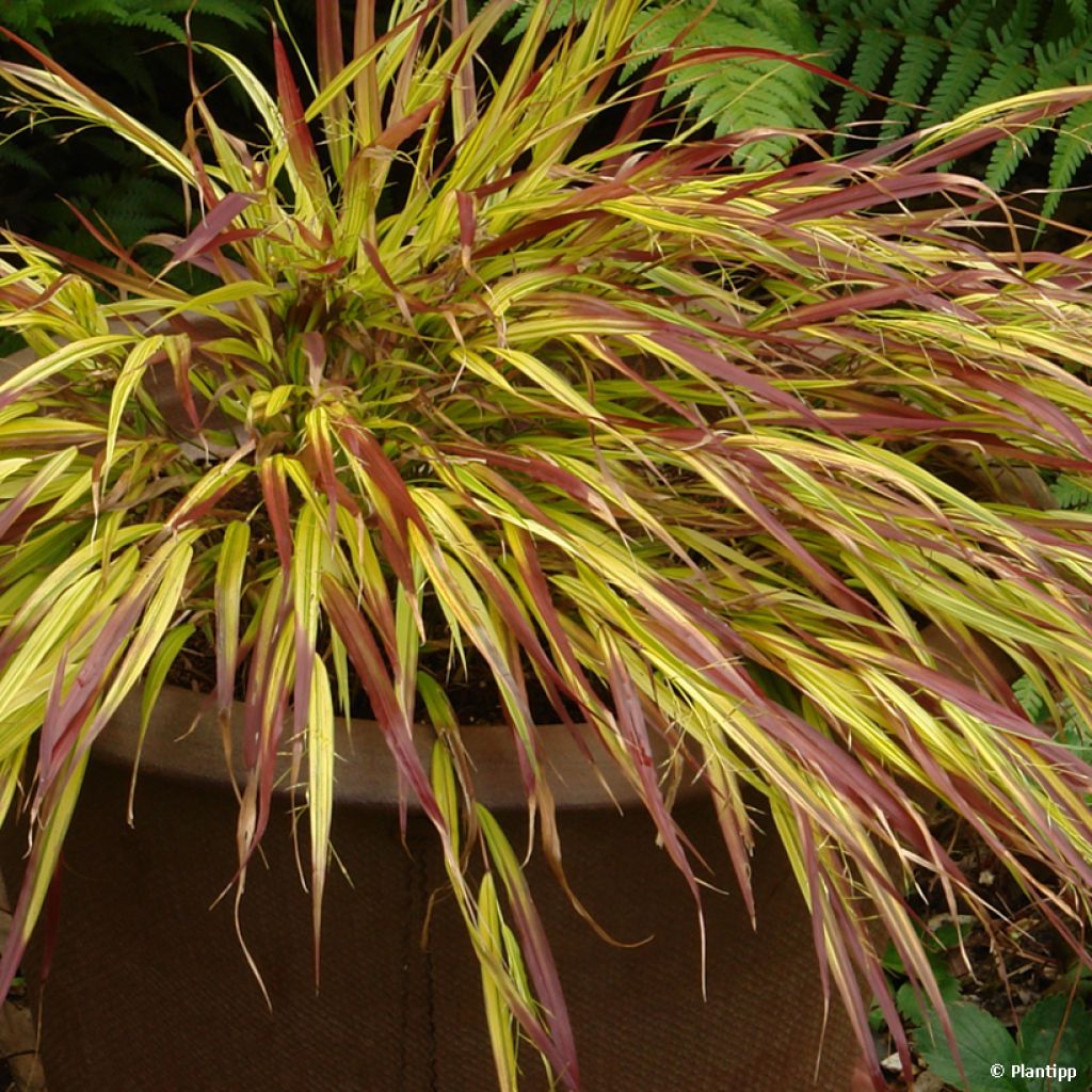 Herbe du Japon - Hakonechloa macra Mulled Wine 