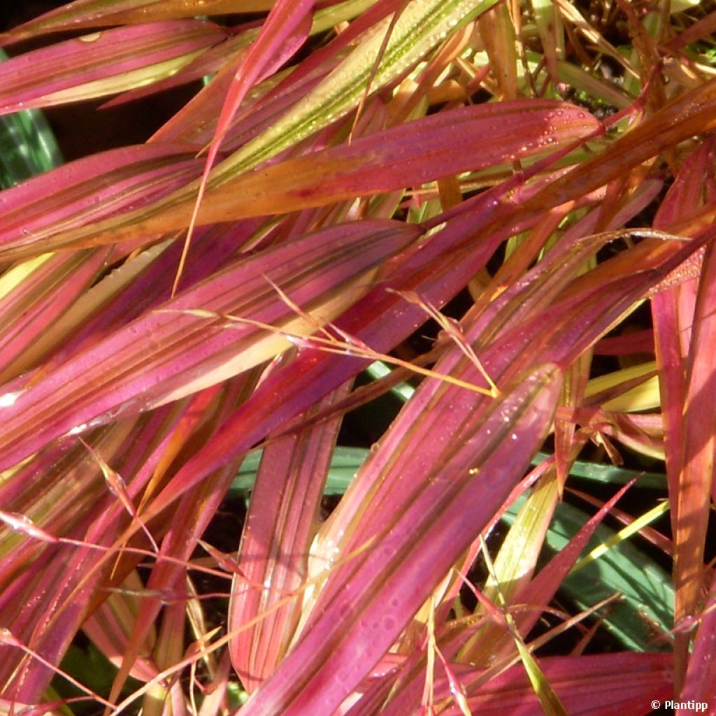 Herbe du Japon - Hakonechloa macra Mulled Wine 