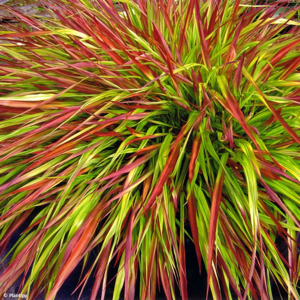 Herbe du Japon - Hakonechloa macra Mulled Wine 