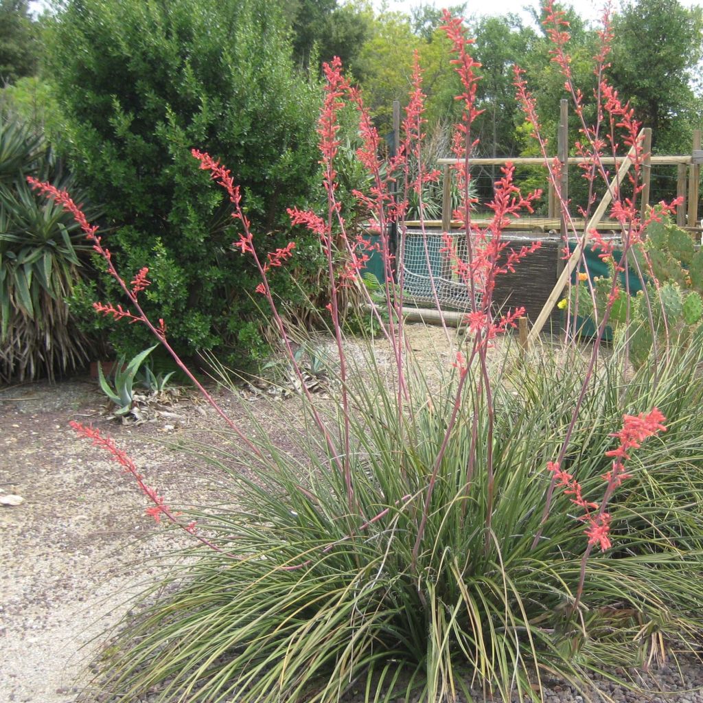 Hesperaloe parviflora Rubra - Yucca Rouge.