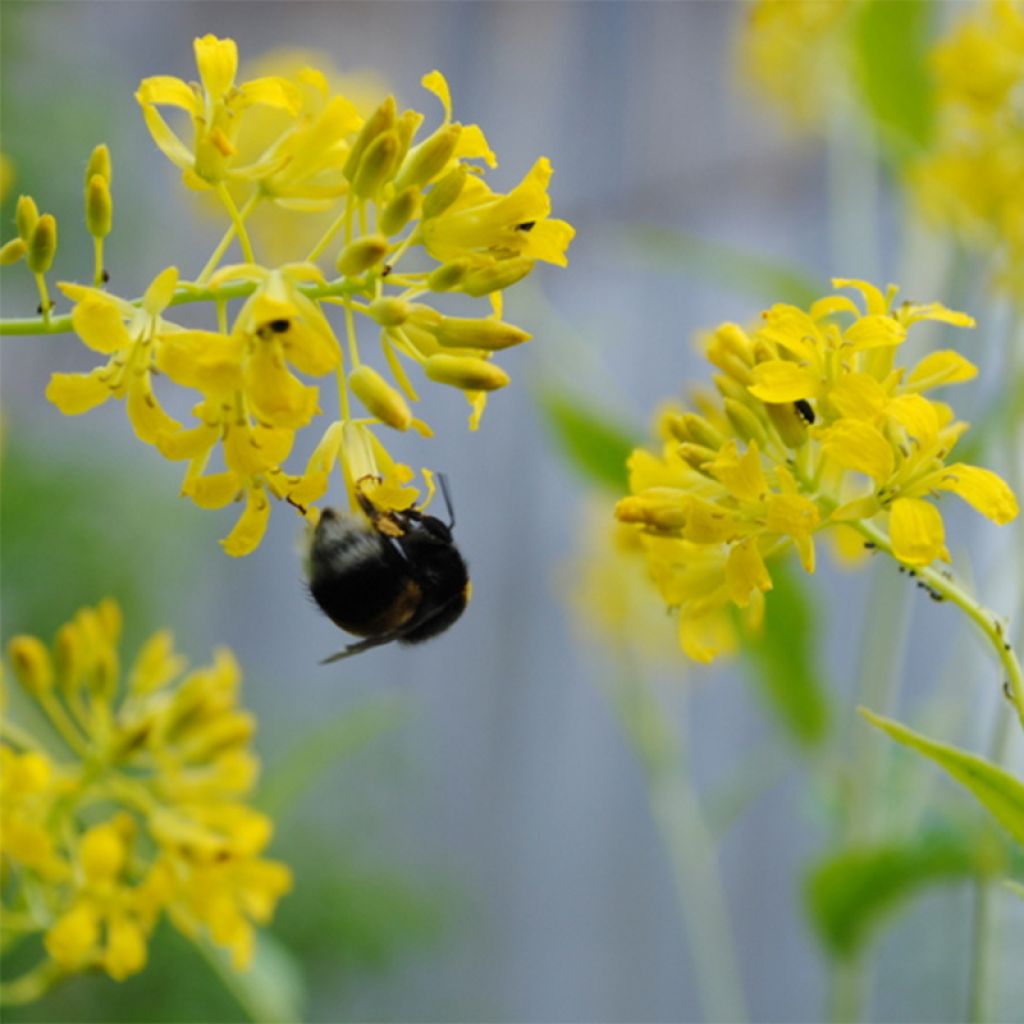 Hesperis lutea - Gelbe Nachtviole