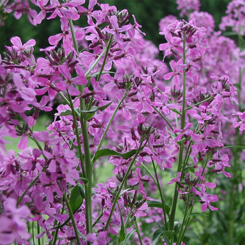 Gemeine Nachtviole - Hesperis matronalis