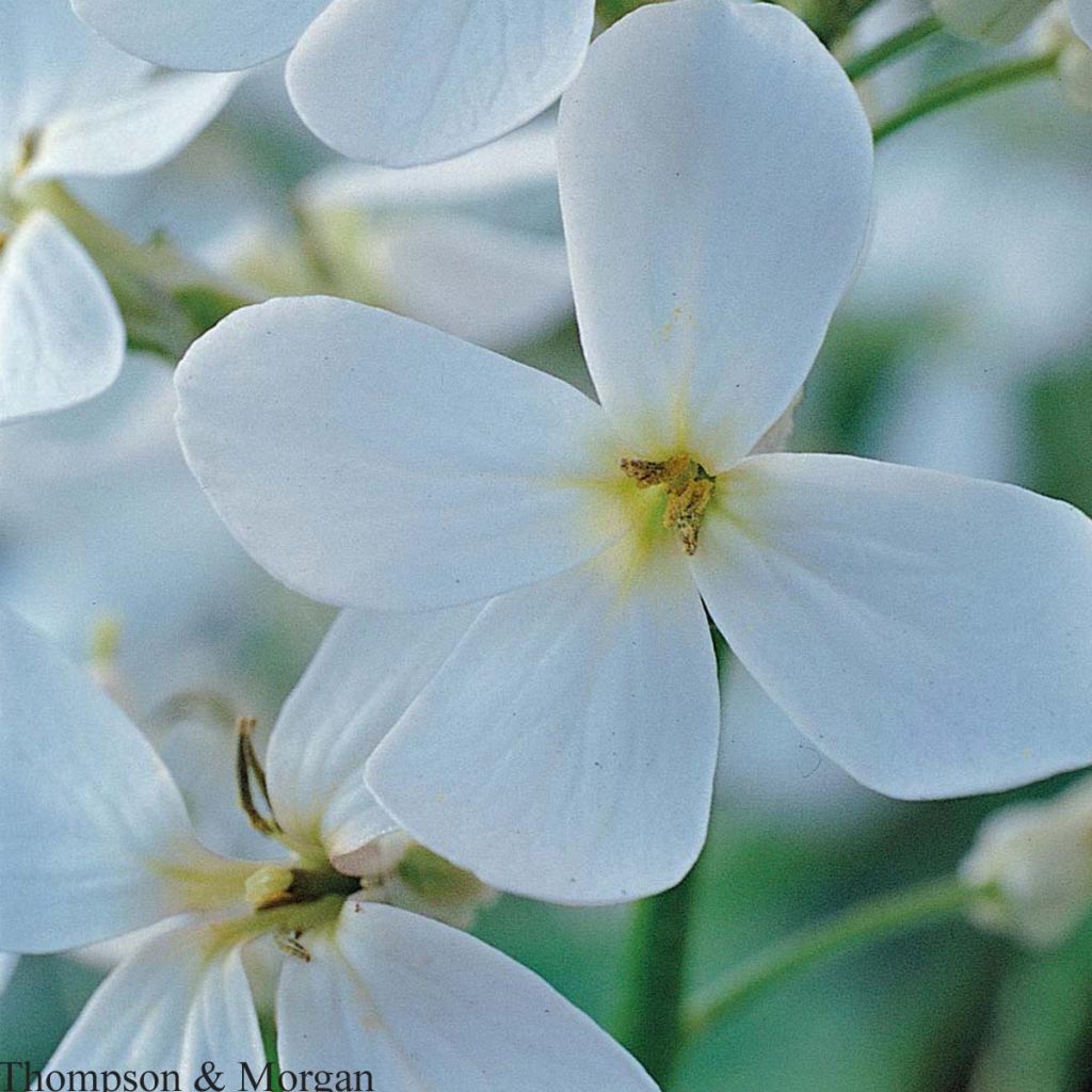 Gemeine Nachtviole Alba (Samen) - Hesperis matronalis