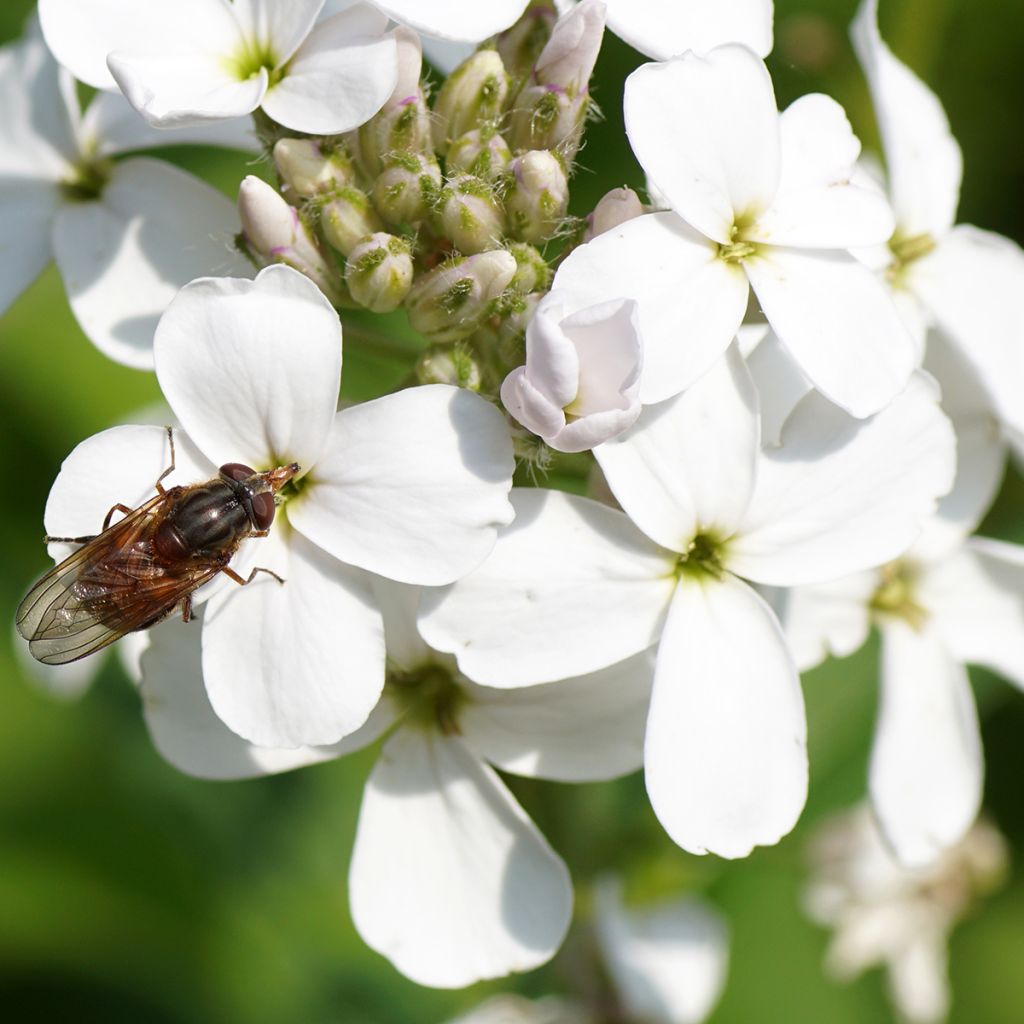 Gemeine Nachtviole Alba - Hesperis matronalis