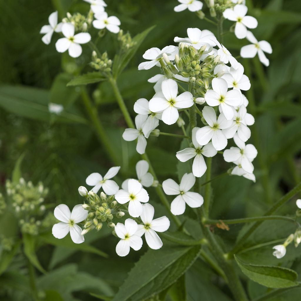 Gemeine Nachtviole Alba - Hesperis matronalis