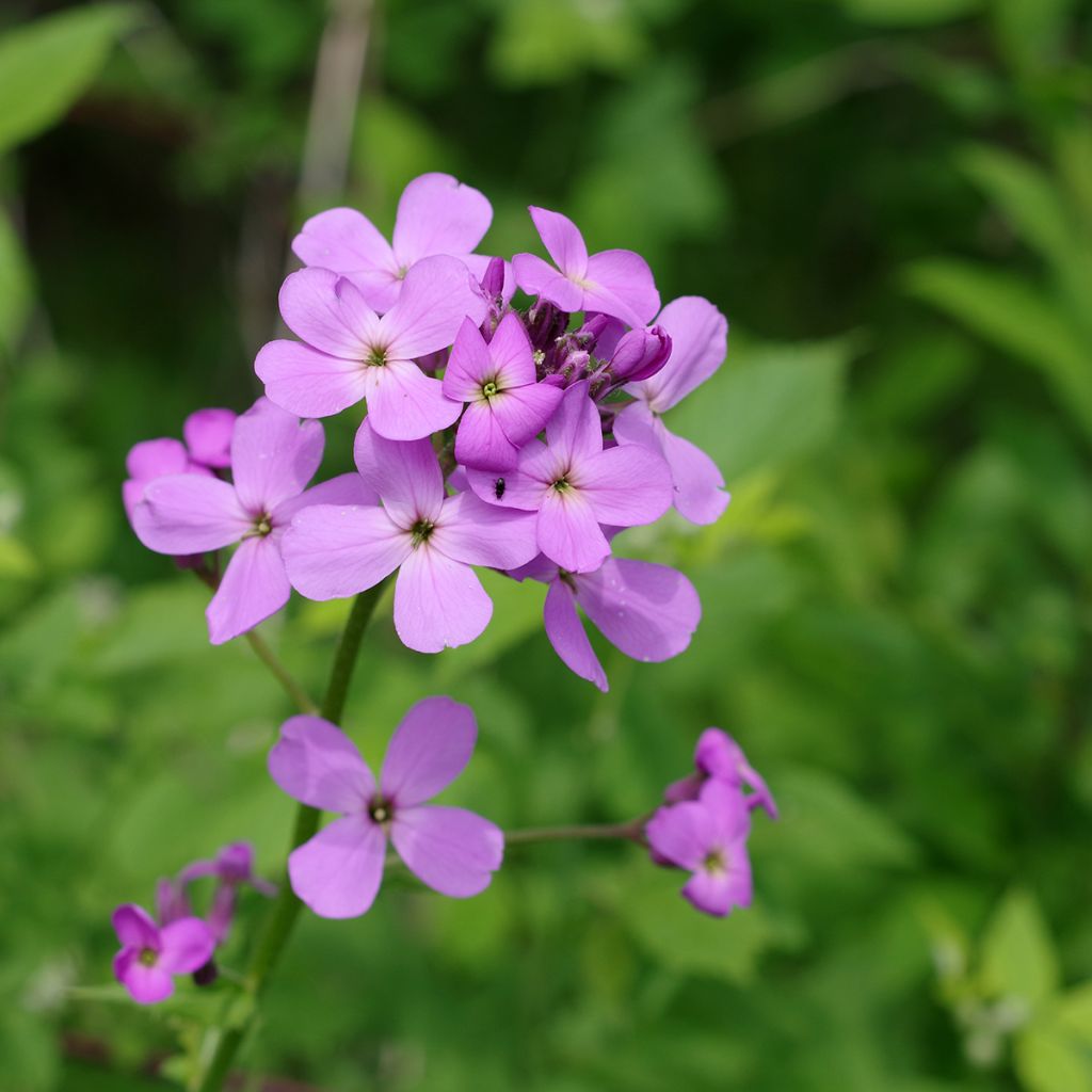 Gemeine Nachtviole - Hesperis matronalis