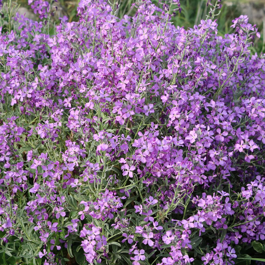 Gemeine Nachtviole - Hesperis matronalis