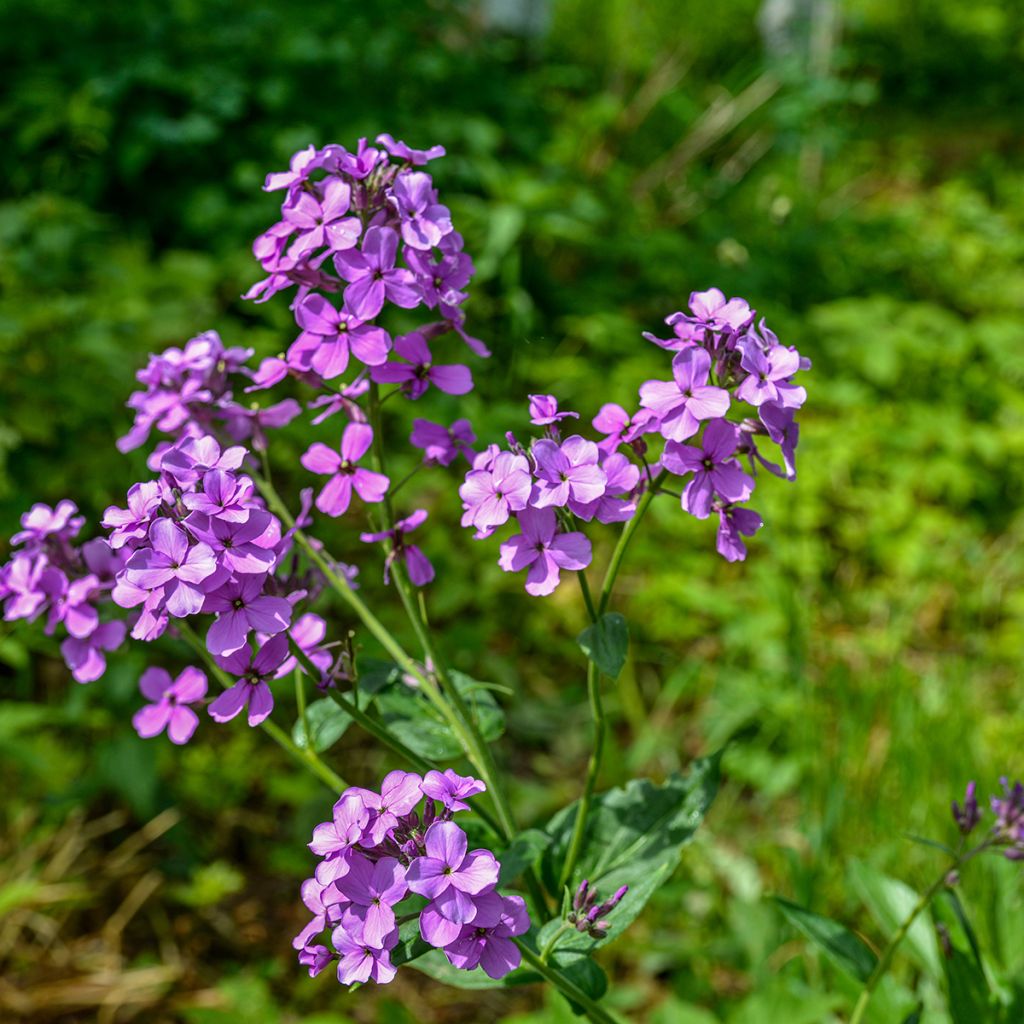 Gemeine Nachtviole - Hesperis matronalis