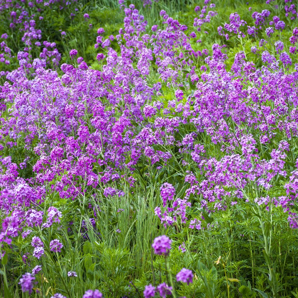 Gemeine Nachtviole - Hesperis matronalis