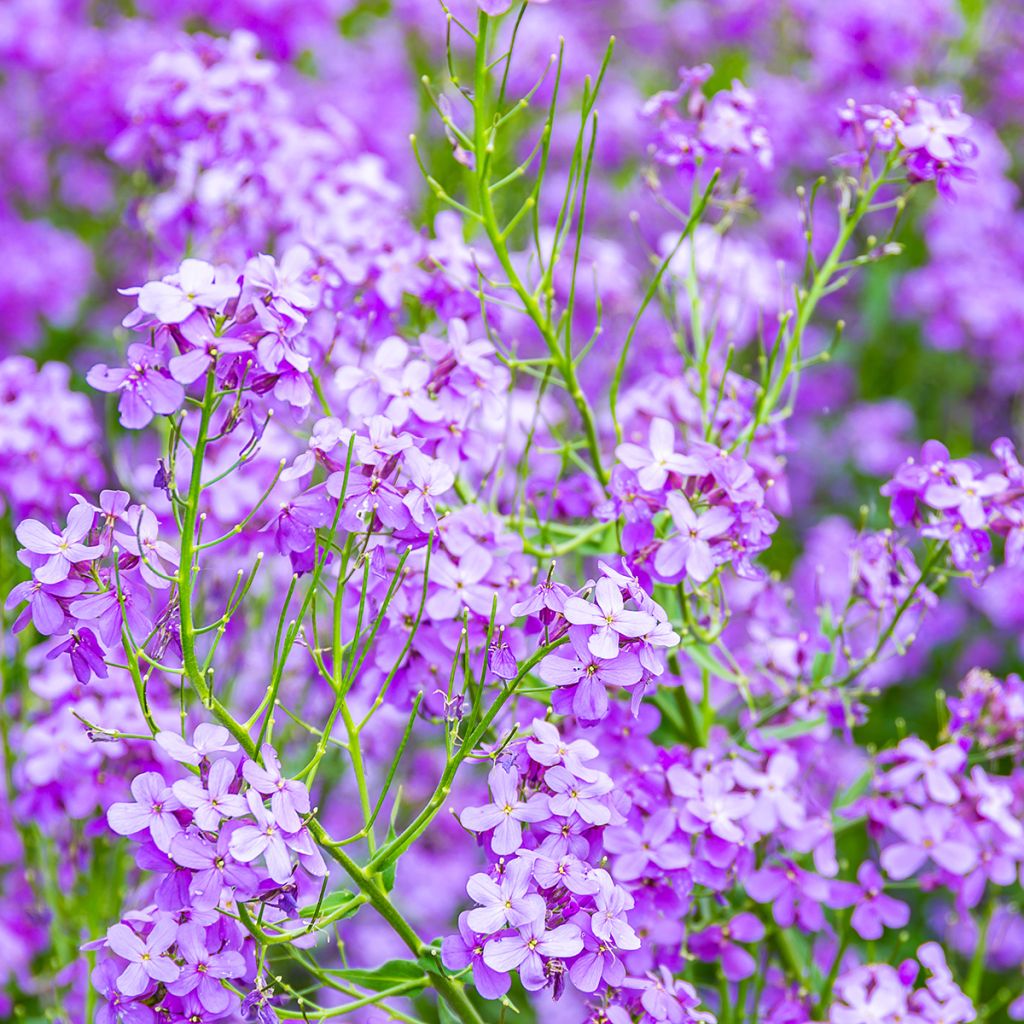 Gemeine Nachtviole - Hesperis matronalis