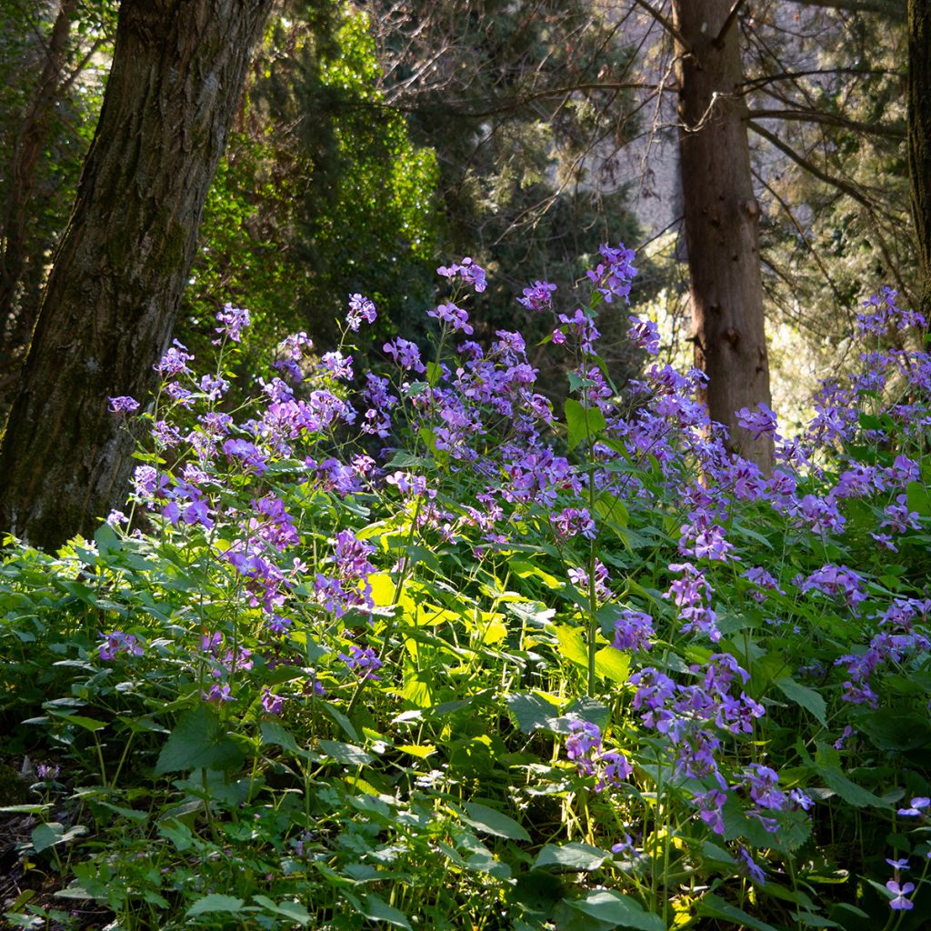 Gemeine Nachtviole - Hesperis matronalis