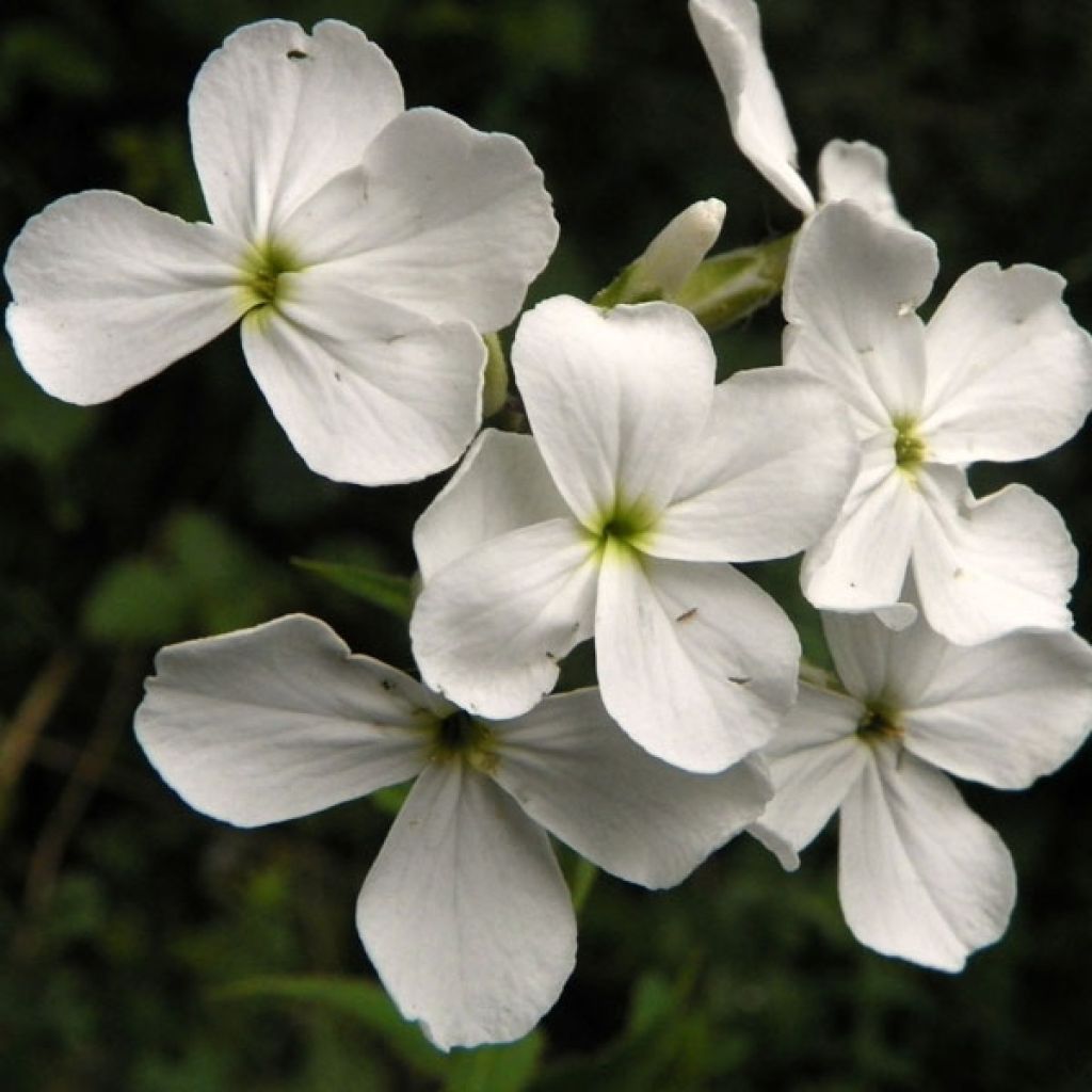 Gemeine Nachtviole Alba - Hesperis matronalis