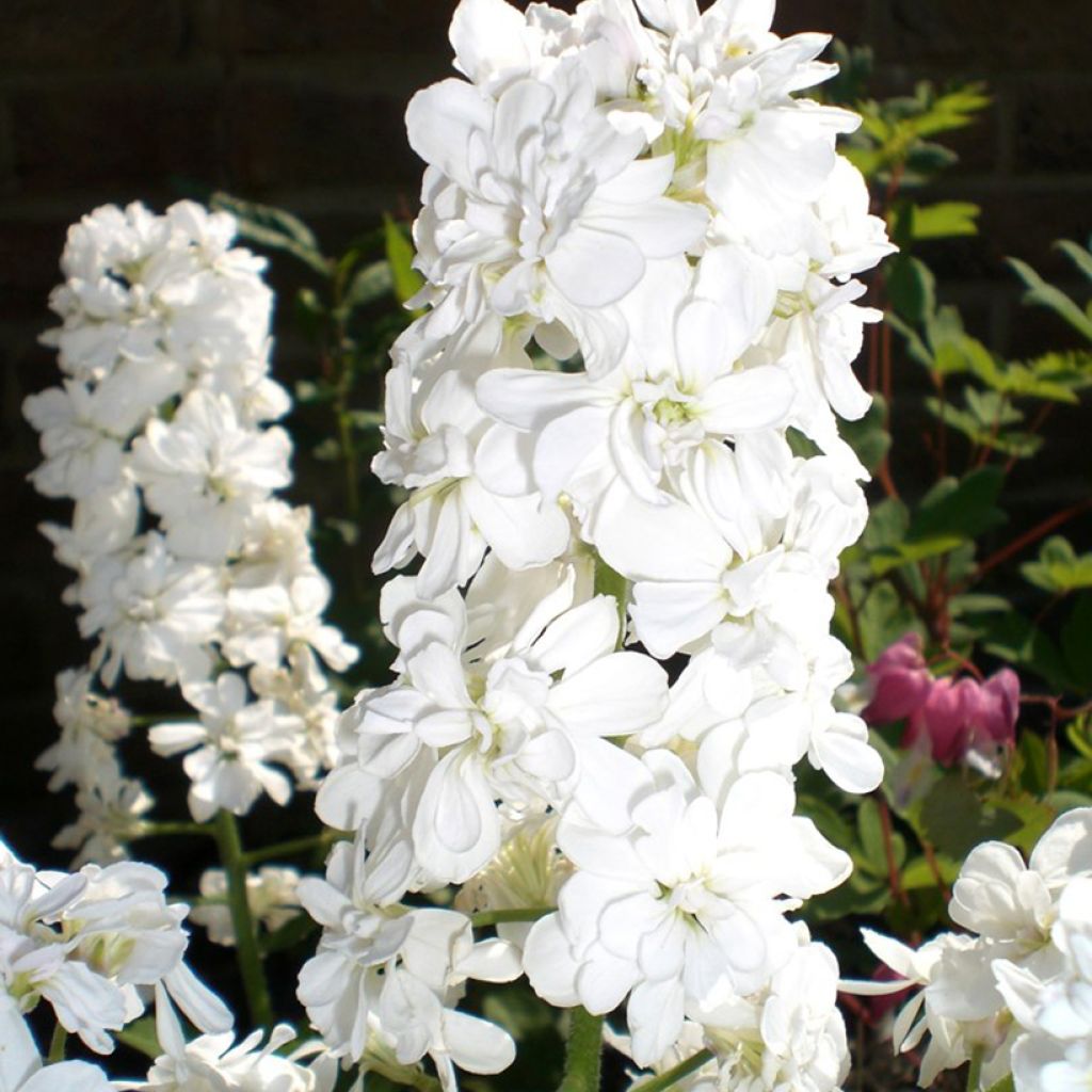 Gemeine Nachtviole Alba Plena - Hesperis matronalis v.albiflora