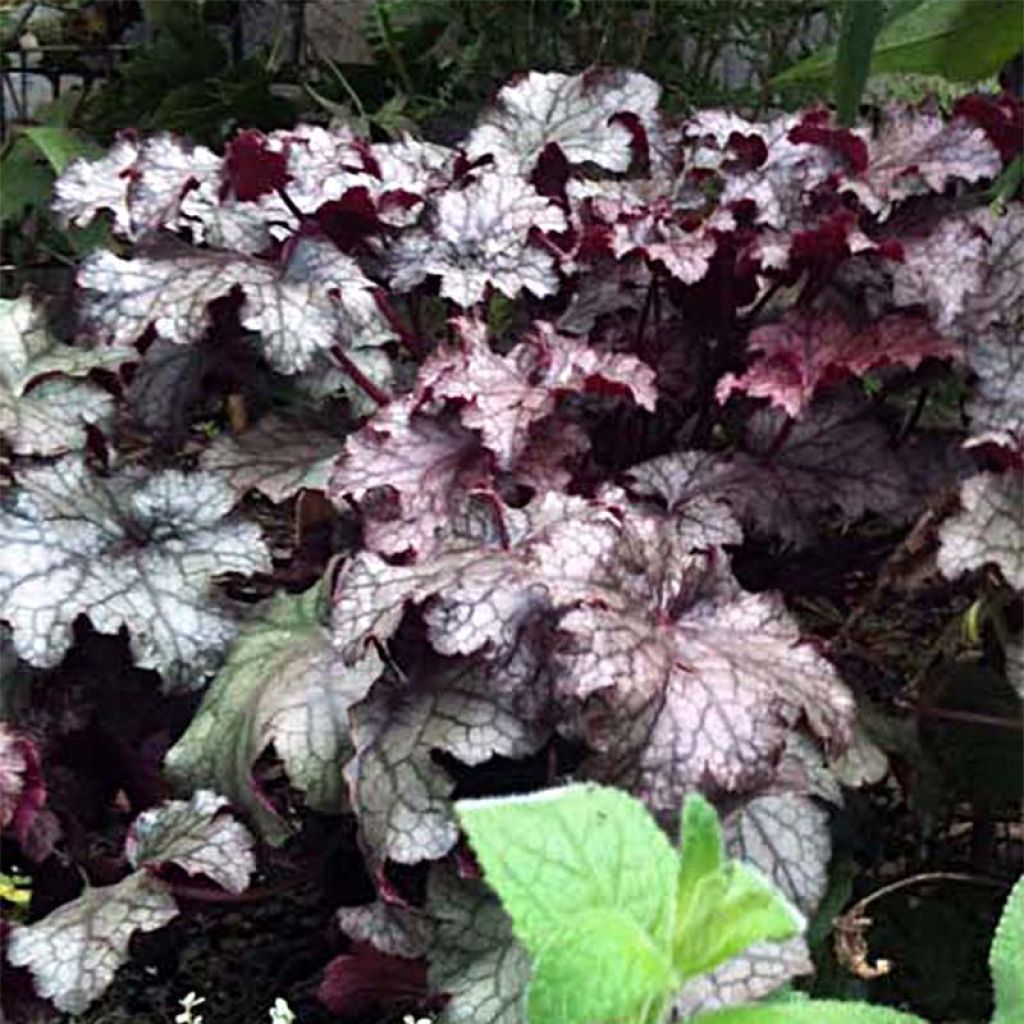 Heuchera Amethyst Myst - Purpurglöckchen