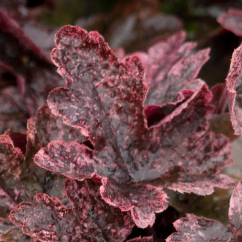 Heucherella Berry Fizz