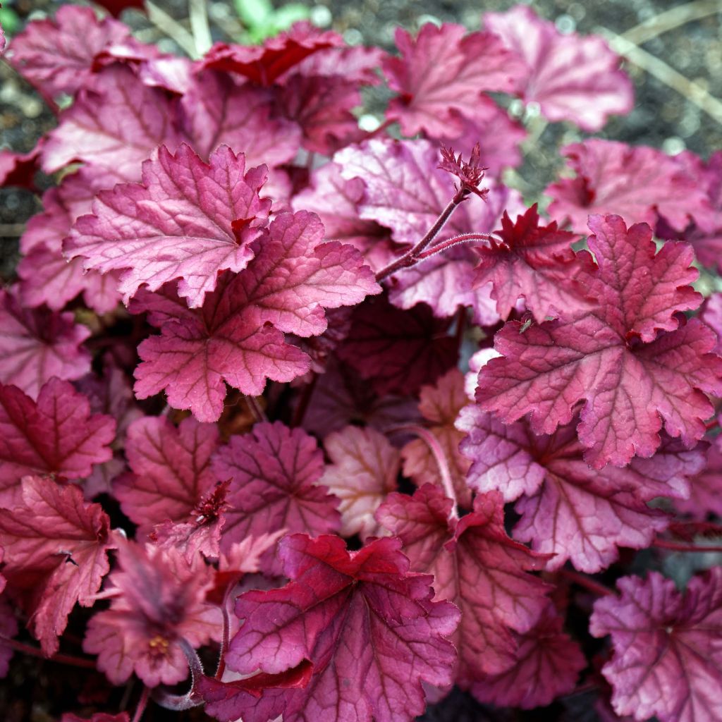 Heuchera Berry Smoothie - Purpurglöckchen