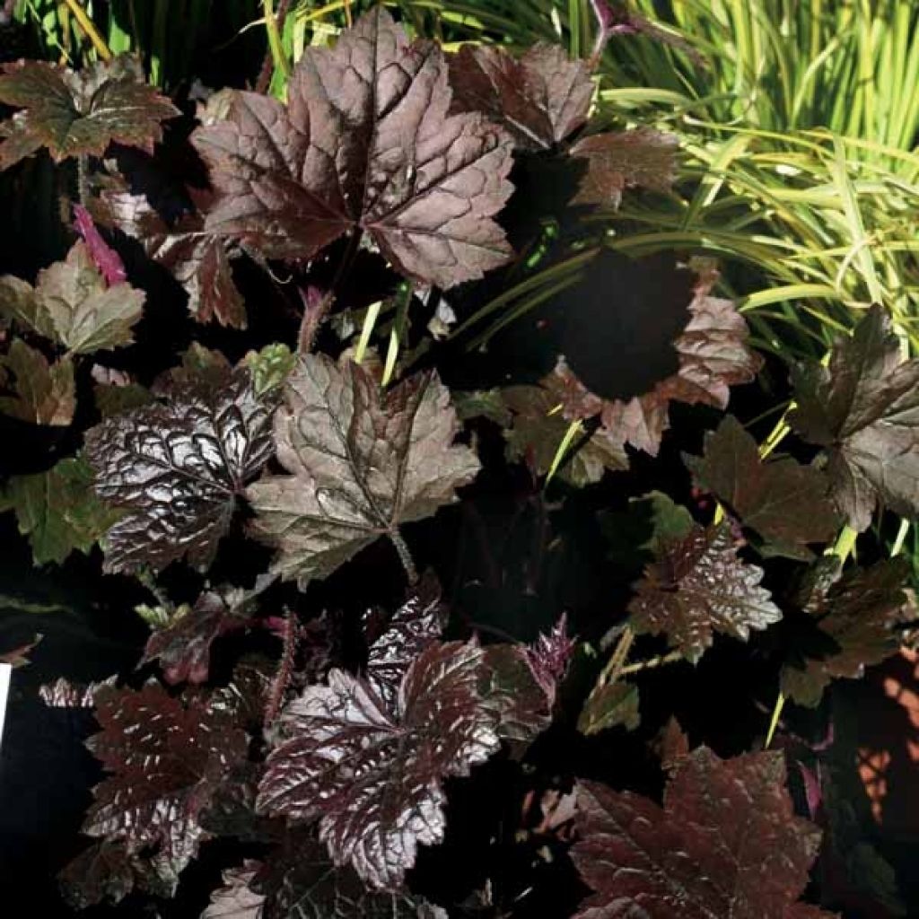 Heuchera Blackout - Purpurglöckchen