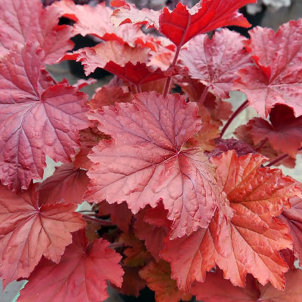 Heuchera Bloody Dinosaur - Purpurglöckchen