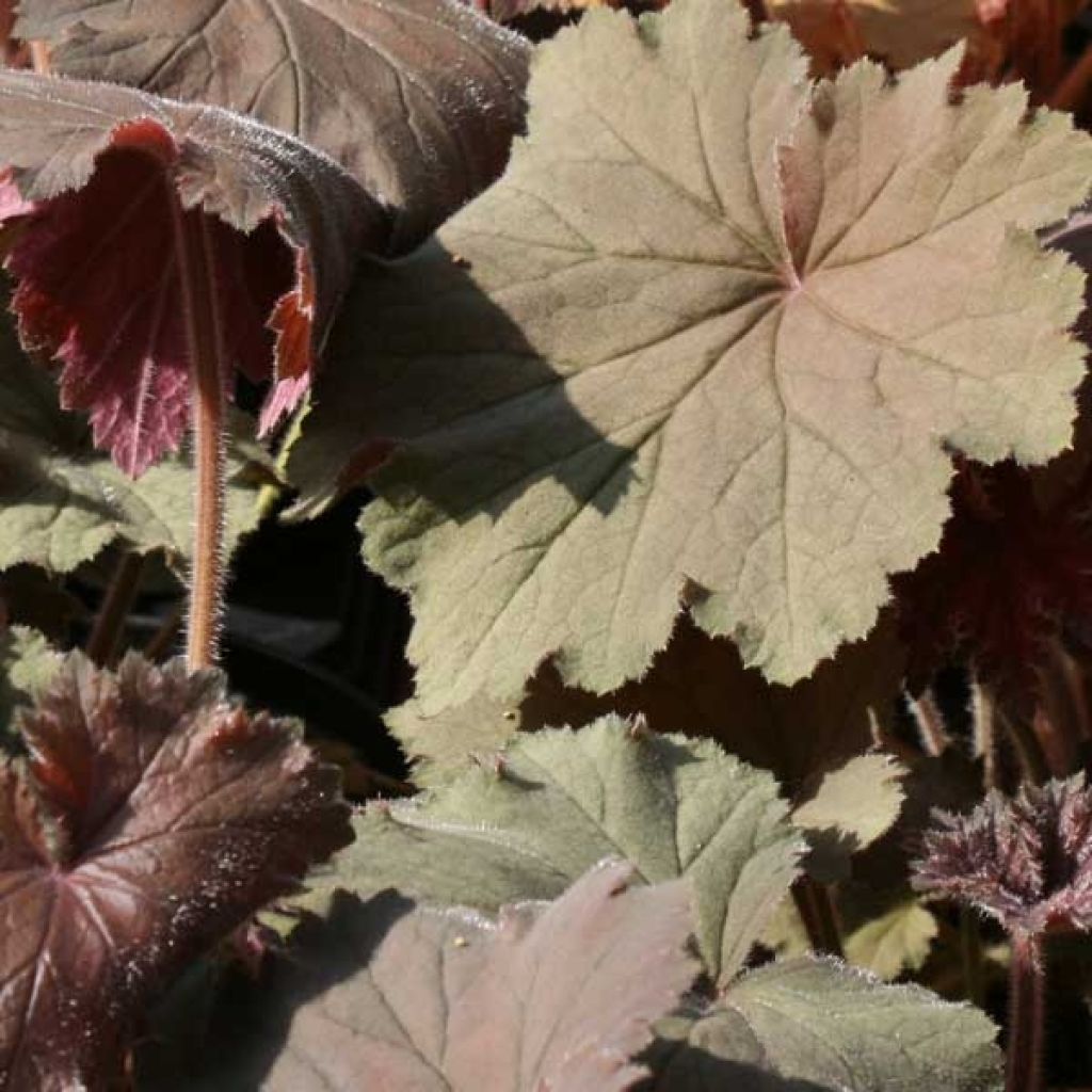 Heuchère - Heuchera Bronze Beauty