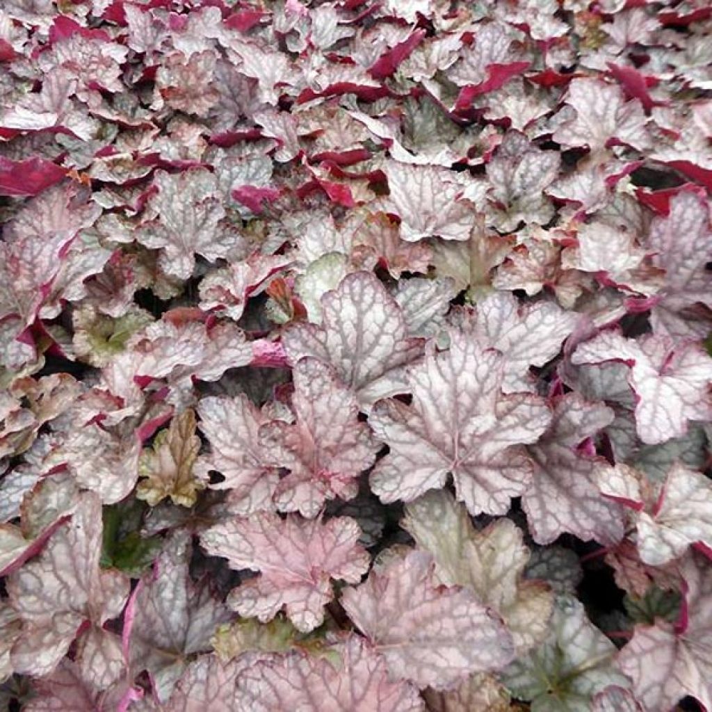 Heuchère - Heuchera Cascade Dawn