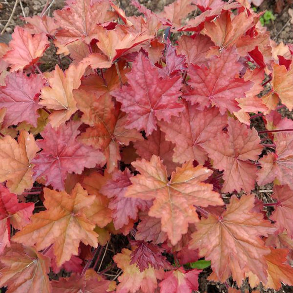 Heuchera Copper Dinosaur - Purpurglöckchen