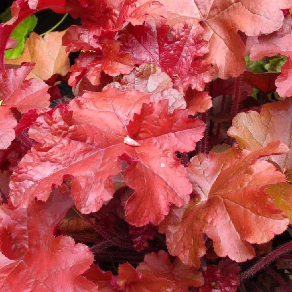 Heuchera Coral Sea - Heuchère