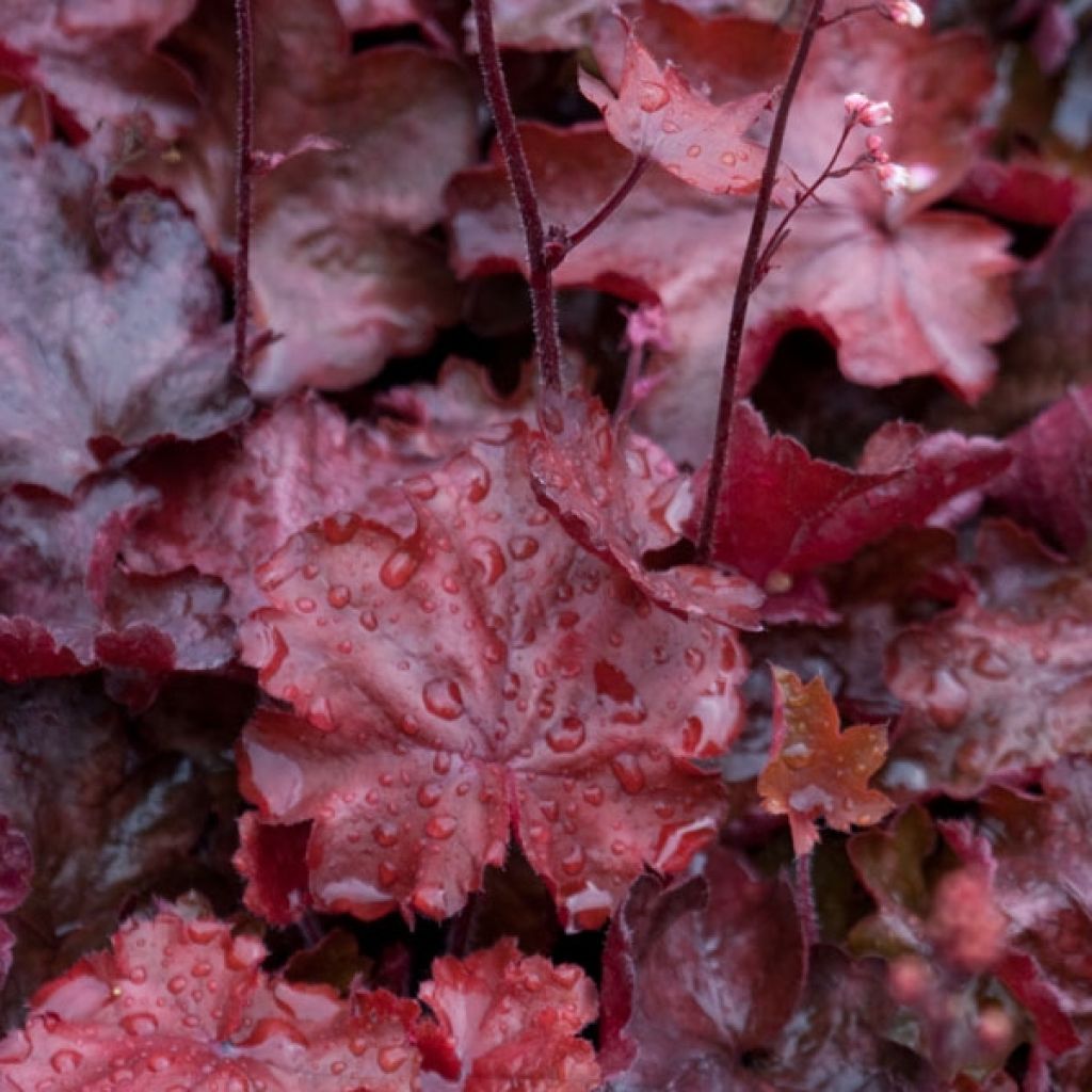 Heuchera Fire Chief - Purpurglöckchen