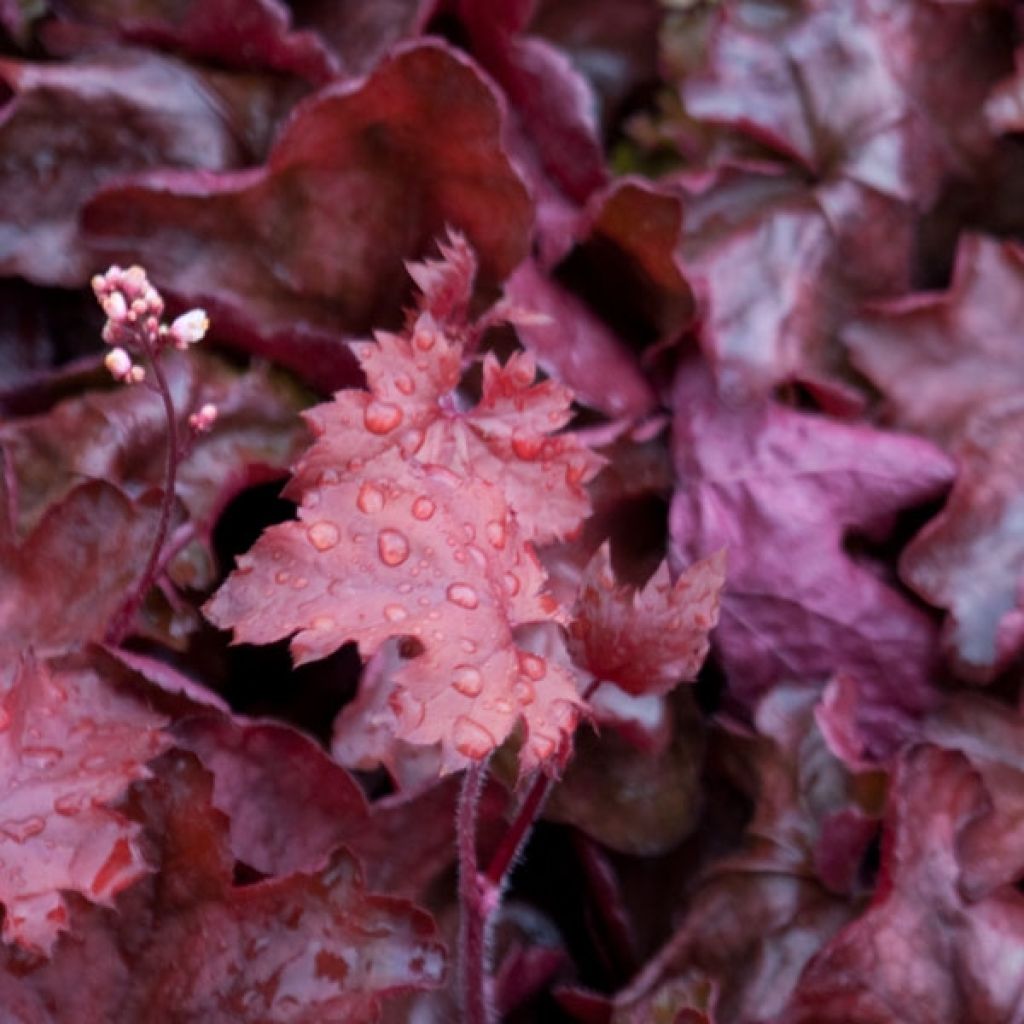 Heuchère - Heuchera Fire Chief