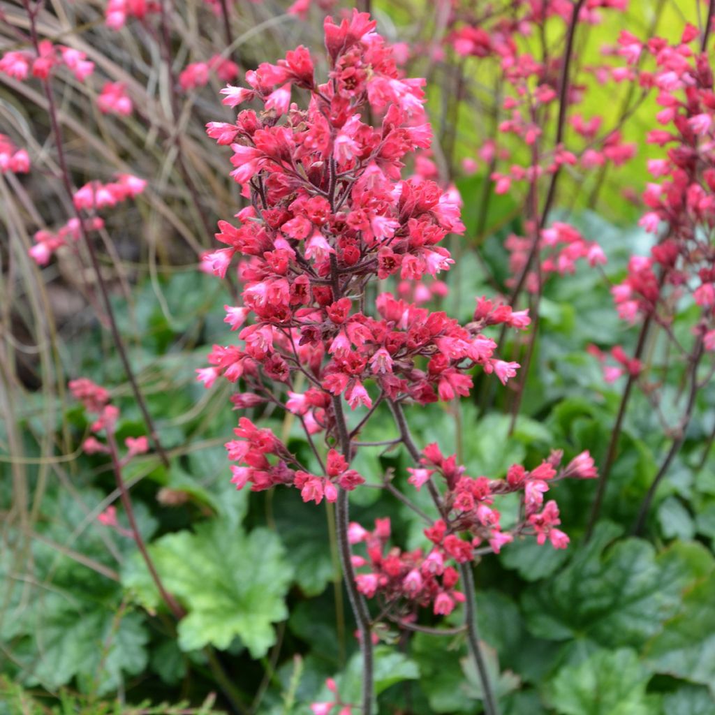 Heuchera Flower Power - Purpurglöckchen