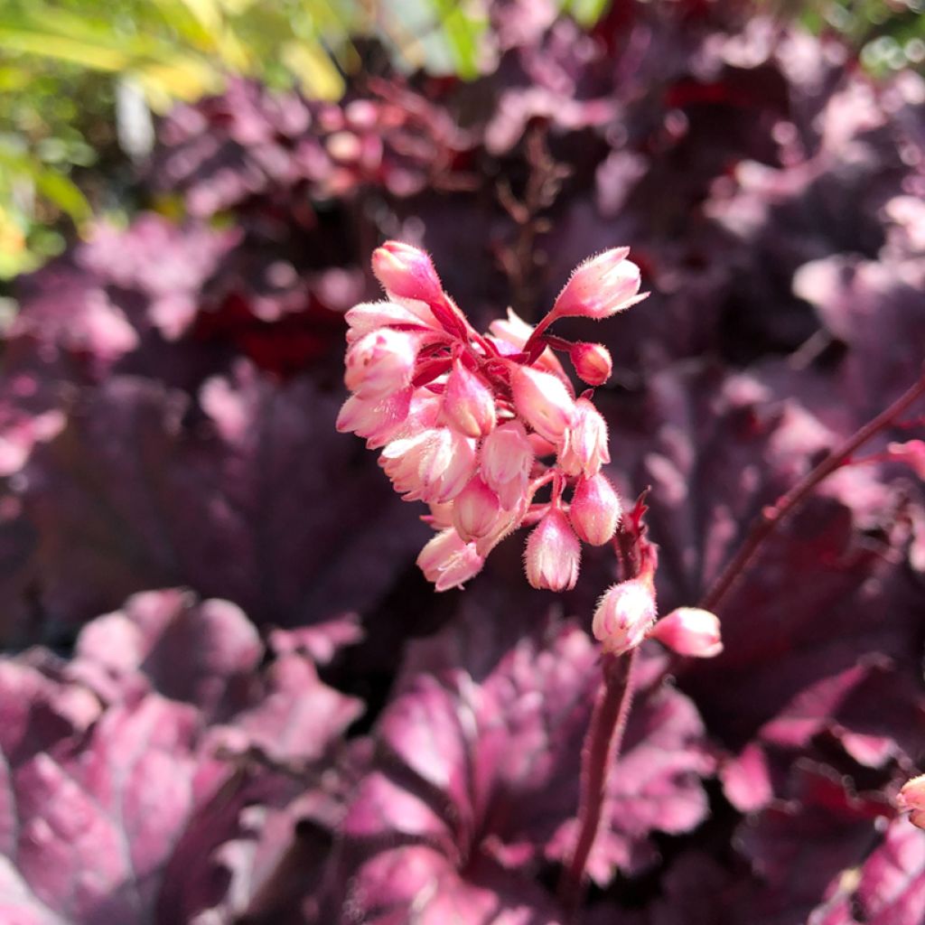 Heuchere - Heuchera Forever Purple