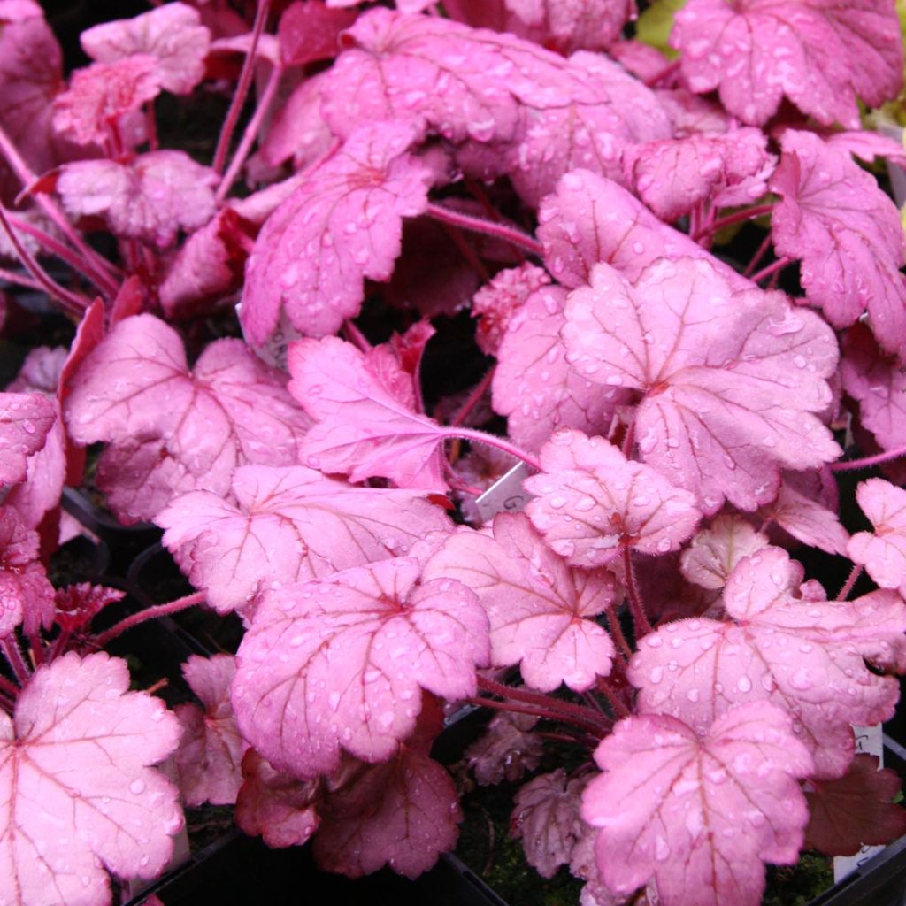 Heuchera Georgia Plum - Purpurglöckchen