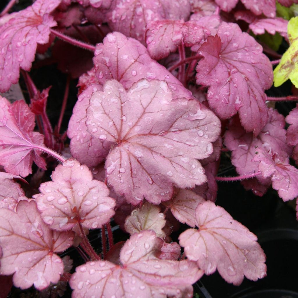 Heuchère - Heuchera Georgia Plum