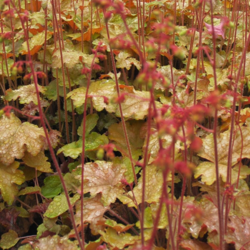 Heuchera Ginger Ale - Purpurglöckchen