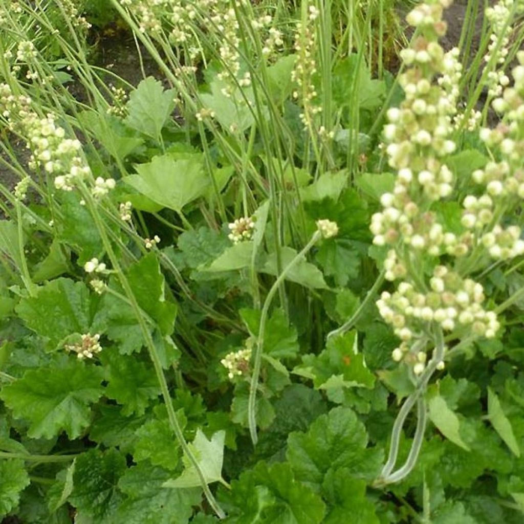 Heuchera Green Ivory - Purpurglöckchen