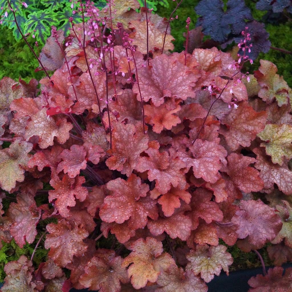 Heuchera Indian Summer Cranberry - Purpurglöckchen