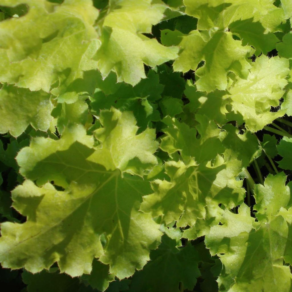 Heuchère - Heuchera Lime Rickey