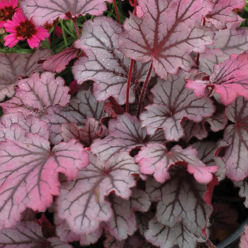 Heuchera Little Cuties Sugar Berry - Purpurglöckchen