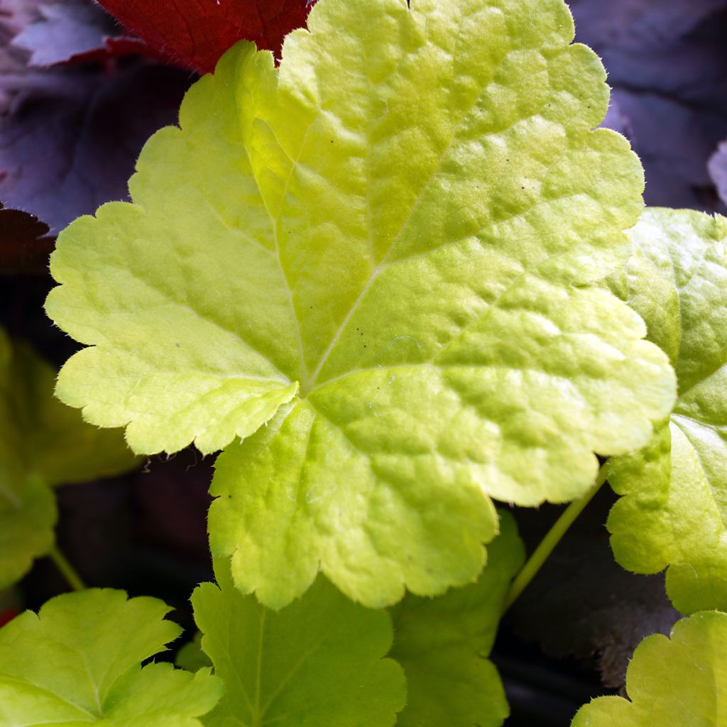 Heuchera Little Cuties Sweet Tart - Purpurglöckchen