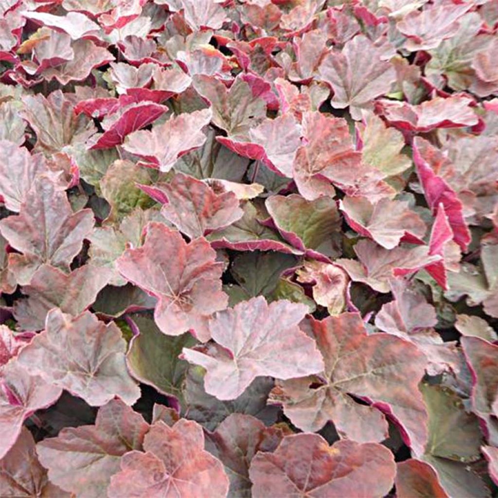 Heuchera villosa Magnum - Purpurglöckchen