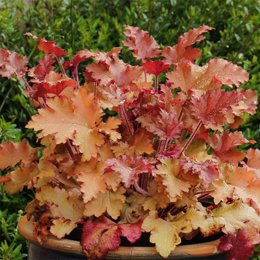 Heuchera Marmelade - Purpurglöckchen