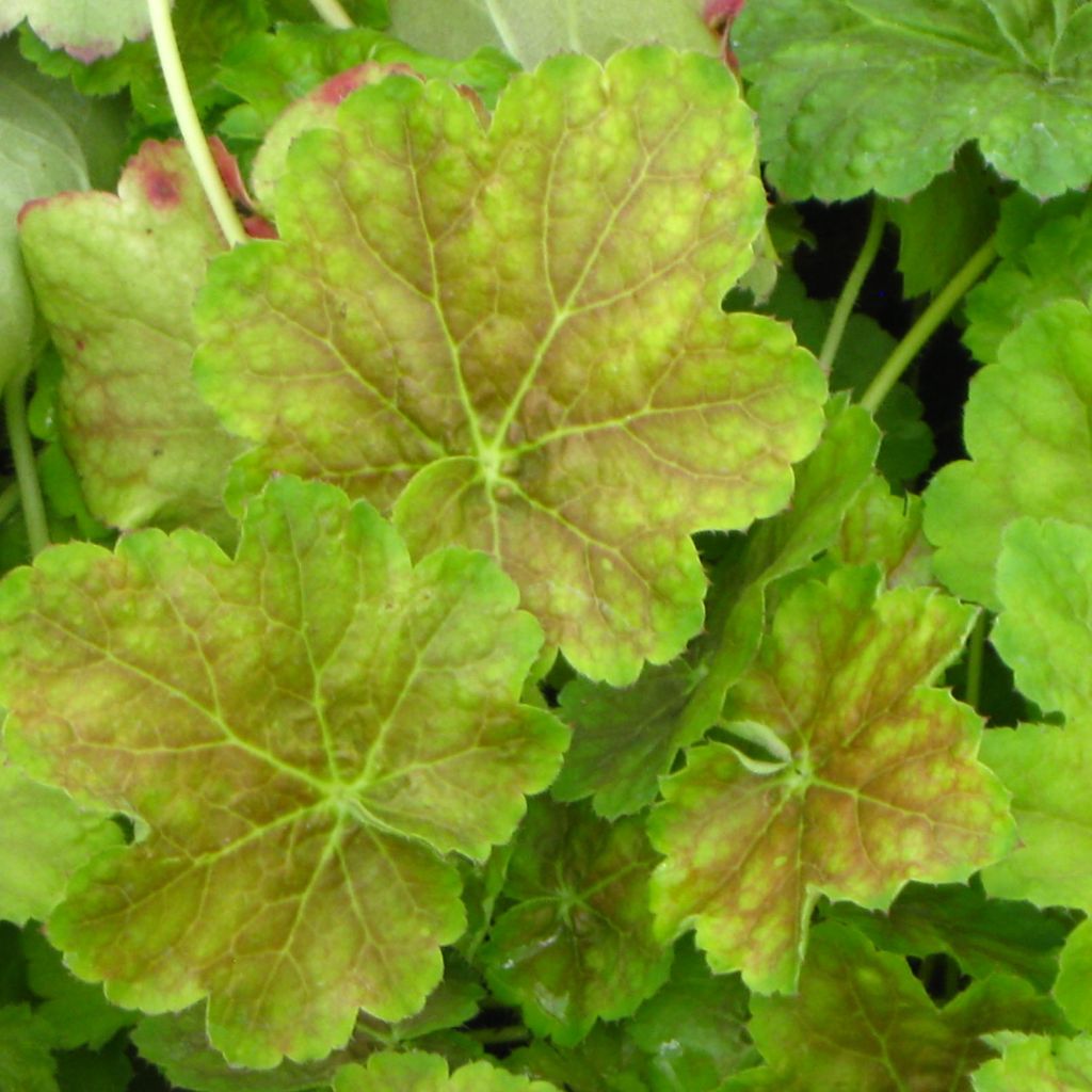 Heuchera Miracle - Purpurglöckchen