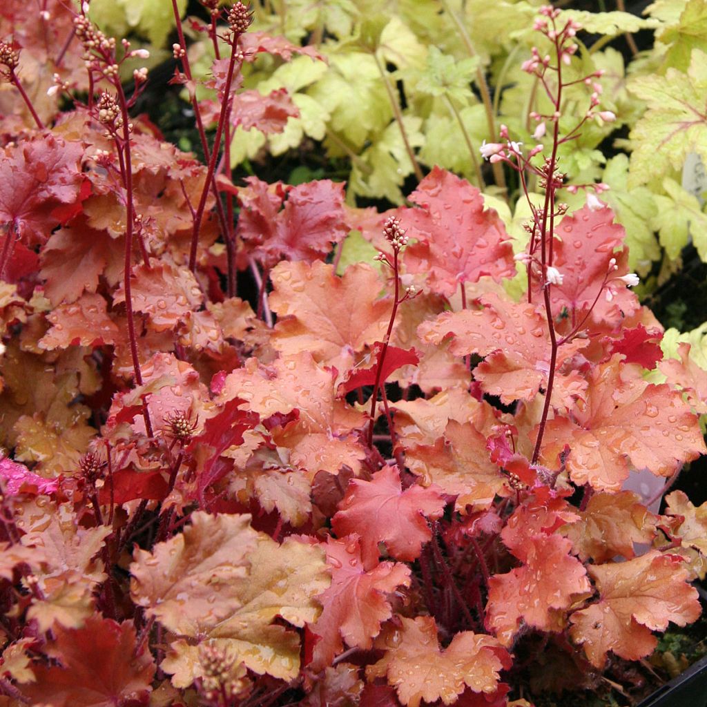 Heuchère - Heuchera Peach Crisp